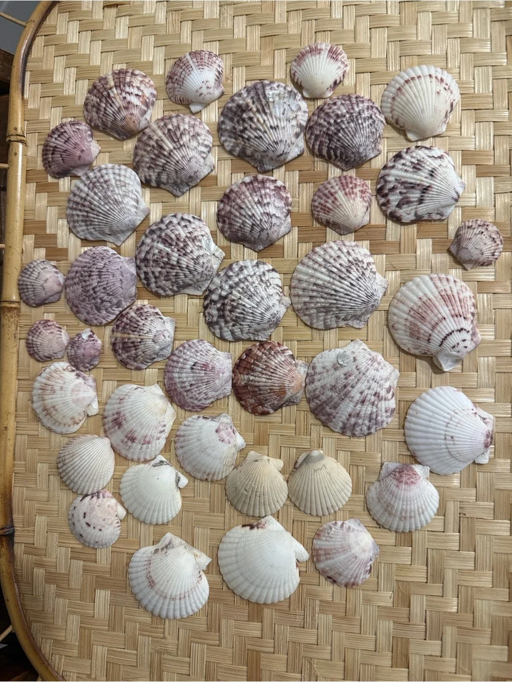 Large Lot 30+ Natural Scallop Seashells Mixed Sizes Purple White Beach Coastal
